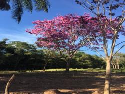 #70 - Fazenda para Venda em Niquelândia - GO - 2