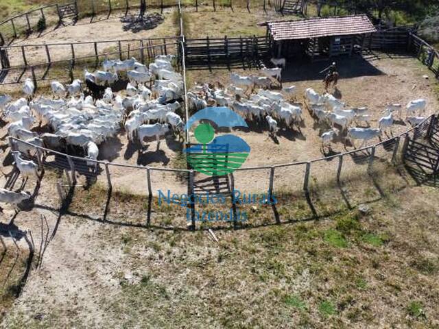 Fazenda para Venda em Cavalcante - 3